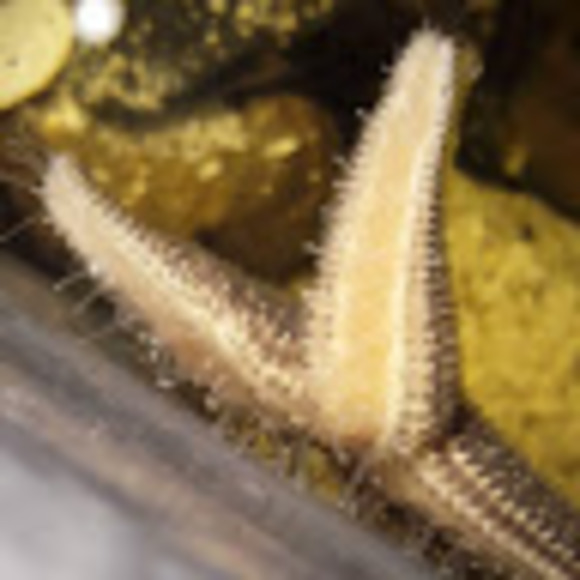 Meet your Posher, Jillian - Picture 1 of 1